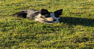 Border Collie dogs - Advert 8