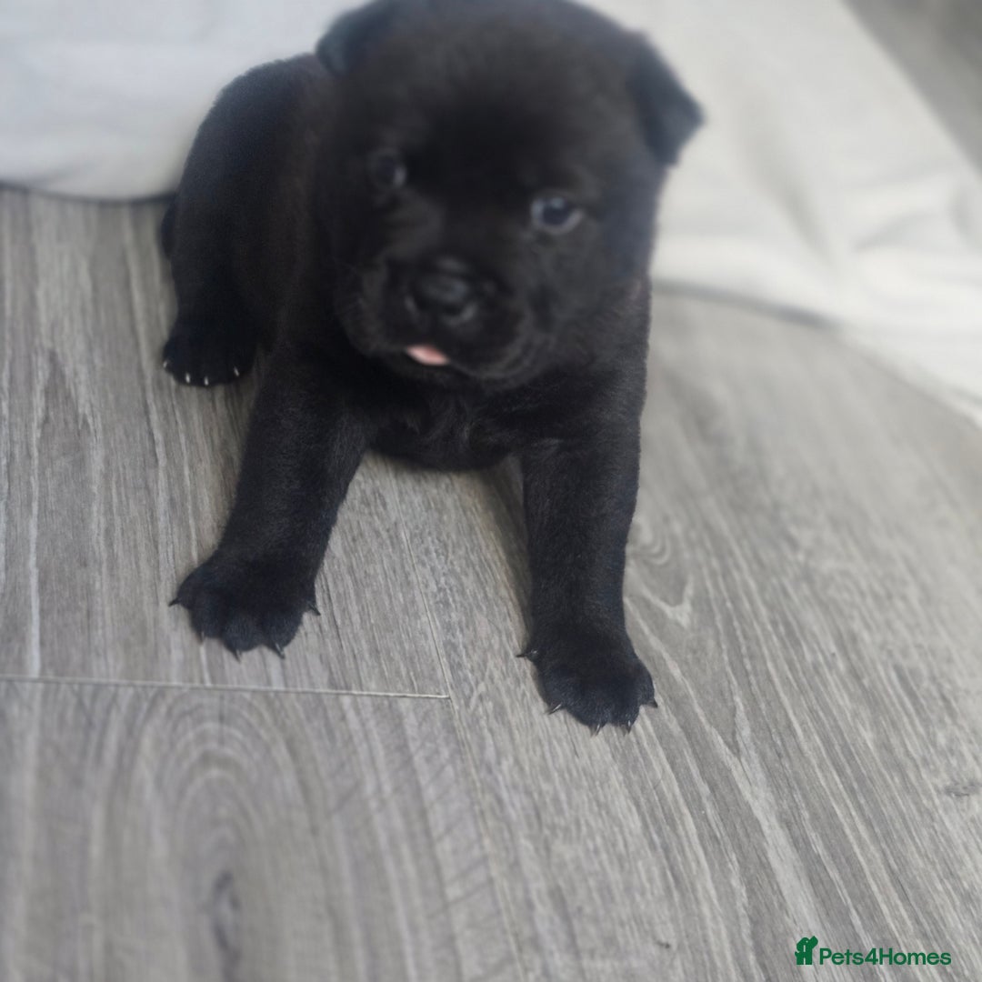 Mixed Breed dogs for sale: Chaffy puppies - Advert 21
