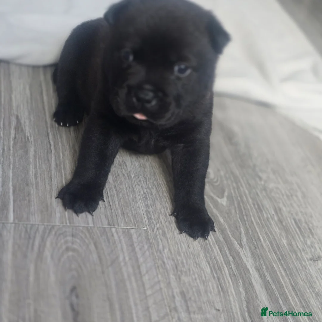 Mixed Breed dogs for sale: Chaffy puppies - Advert 15