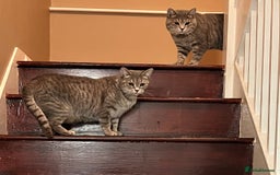 British Shorthair cats for sale: Beautiful British Shorthair Kittens - Ready Now - Advert 14