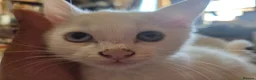 Turkish Angora cats for sale: White Turkish Angora Kittens - Advert 7