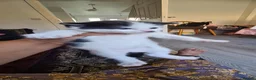 Mixed Breed cats for sale: 5 kittens ready to go to their forever homes  - Advert 5