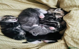 Mixed Breed cats for sale: X3 Gorgeous Kittens. GREY GONE!  - Image 5