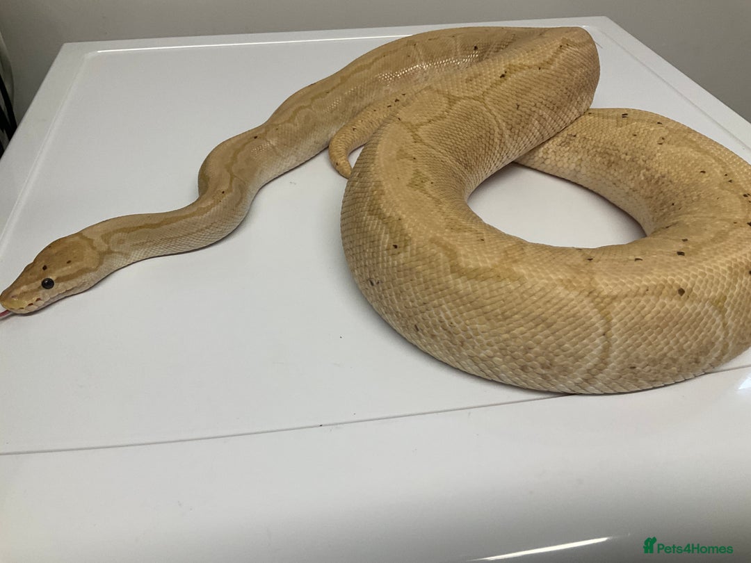 Python Snake reptiles for sale: Royal Pythons  - Image 8