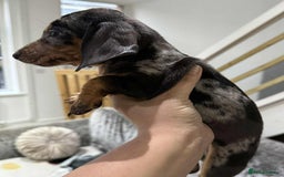 Dachshund dogs for sale: Miniature Dachshunds - Image 7