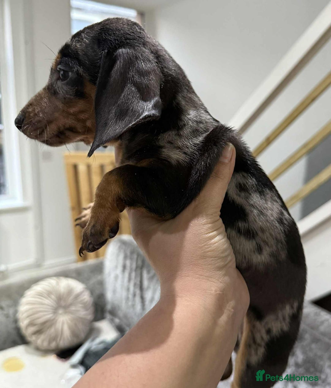 Dachshund dogs for sale: Miniature Dachshunds - Image 7
