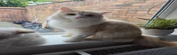 Persian cats for sale: Persian cat rehoming  - Advert 2