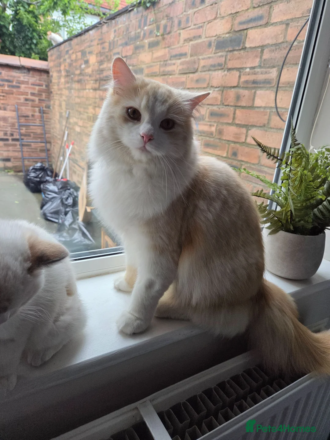 Persian cats for sale: Persian cat rehoming  - Advert 2