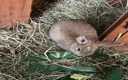 Mixed Breed rabbits for sale: Baby Rabbits and a Mama & female baby.  - Image 4