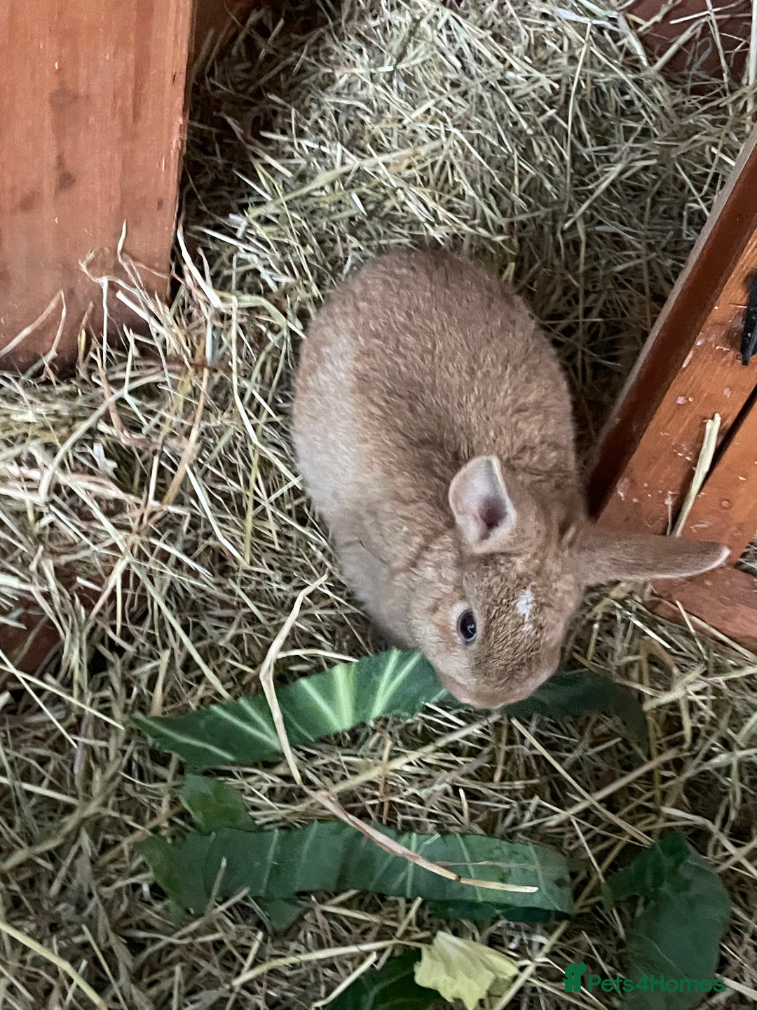 Mixed Breed rabbits for sale: Baby Rabbits and a Mama & female baby.  - Image 4