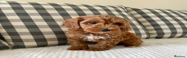 Cockapoo 3