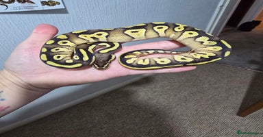 Python Snake reptiles - Advert 4