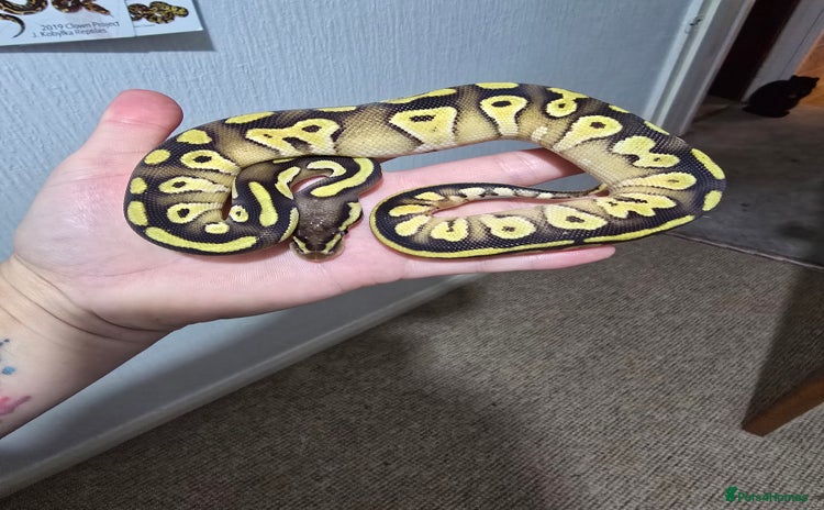 Python Snake reptiles - Advert 2