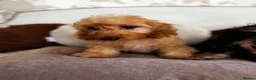 Doxiepoo dogs for sale: Doxiepoos Miniature dachshund x toy poodle  - Advert 5