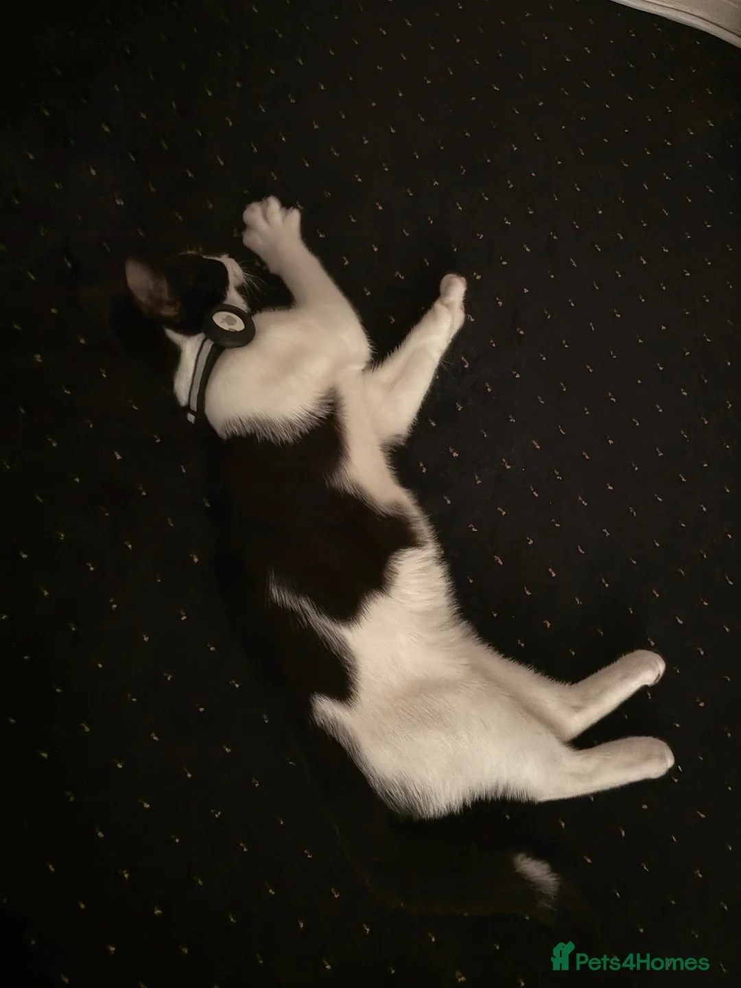 Mixed Breed cats for sale: Cat £20 + food + litter + litter box in Luton - Advert 2
