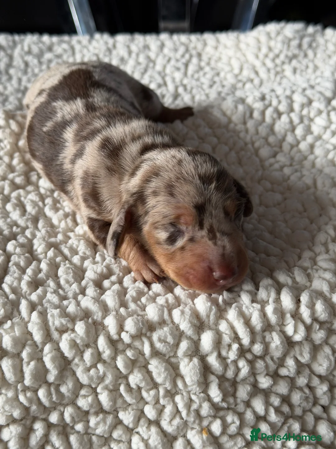 Miniature Dachshund dogs for sale:  Beautiful Dachshund Puppies – Ready 14th June 🐾 - Advert 21