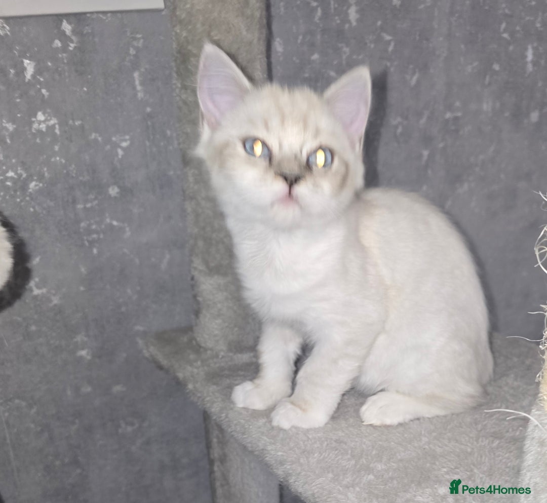 Persian cats for sale: Persian x ragdoll boy - Image 2