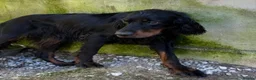 Gordon Setter dogs for adoption: Aillen - Advert 6