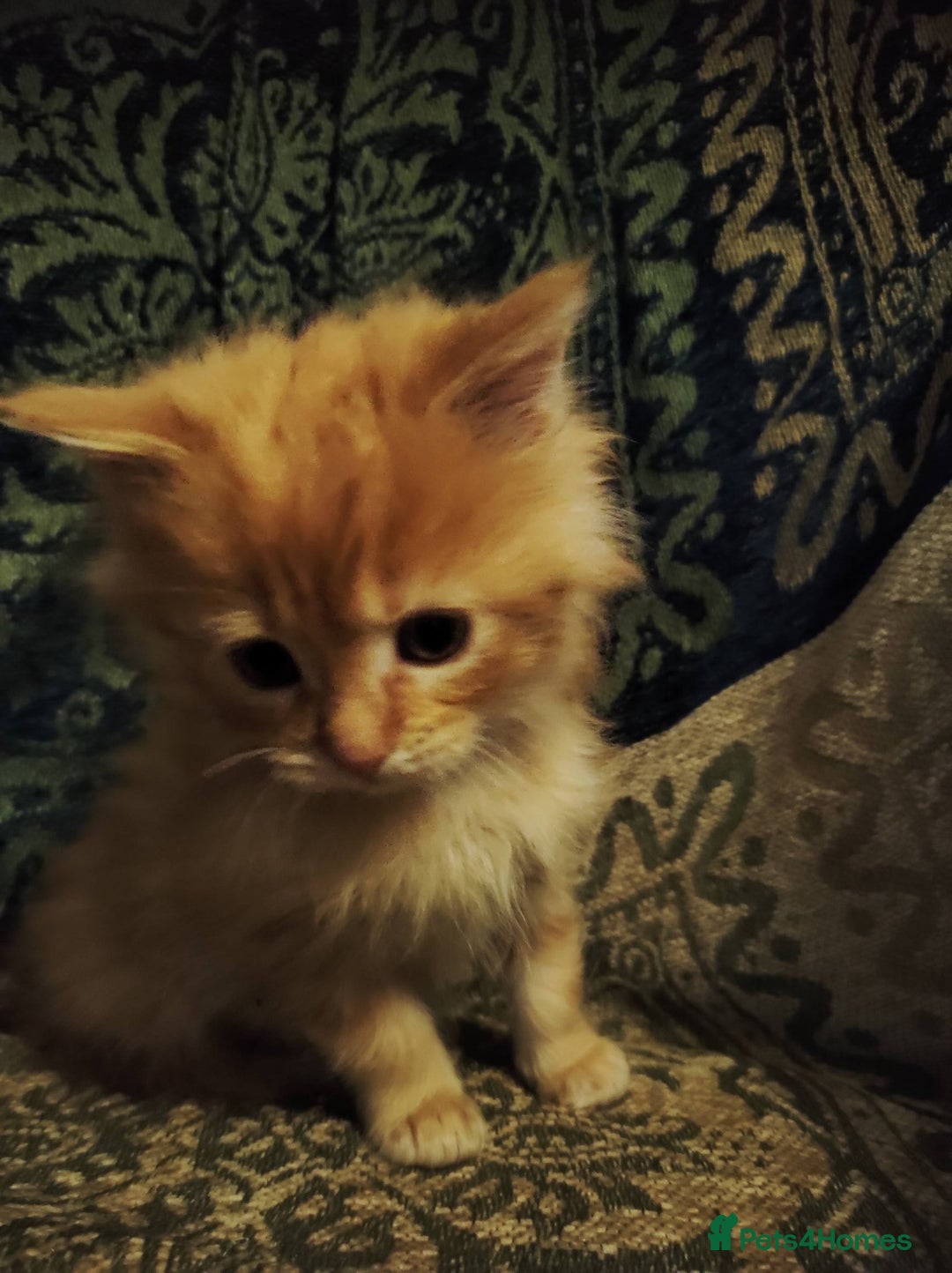 Maine Coon cats for sale: Half maine coon girls kittens - Advert 10