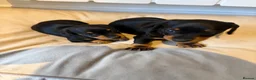 Miniature Dachshund dogs for sale: Black and Tan beautiful miniature dachshunds - Advert 5