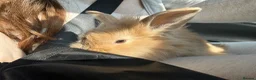 Lionhead rabbits for sale: Sooty Fawn Lionhead Doe For Sale - 8 Weeks - Advert 2