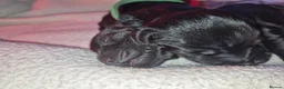 Mixed Breed dogs for sale: ALL STILL AVAILABLE La schnoodle pup DNA test dad  - Advert 20