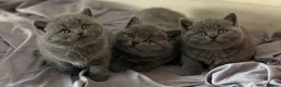 British Shorthair cats for sale:  lovely british shorthair kittens  - Advert 5