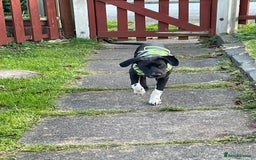 Mixed Breed dogs for adoption: 💙STEVIE-HANDSOME DALMATIAN CROSS BOY 💙 - Advert 2