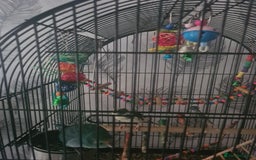 Parakeets birds for sale: Parrots - Image 2