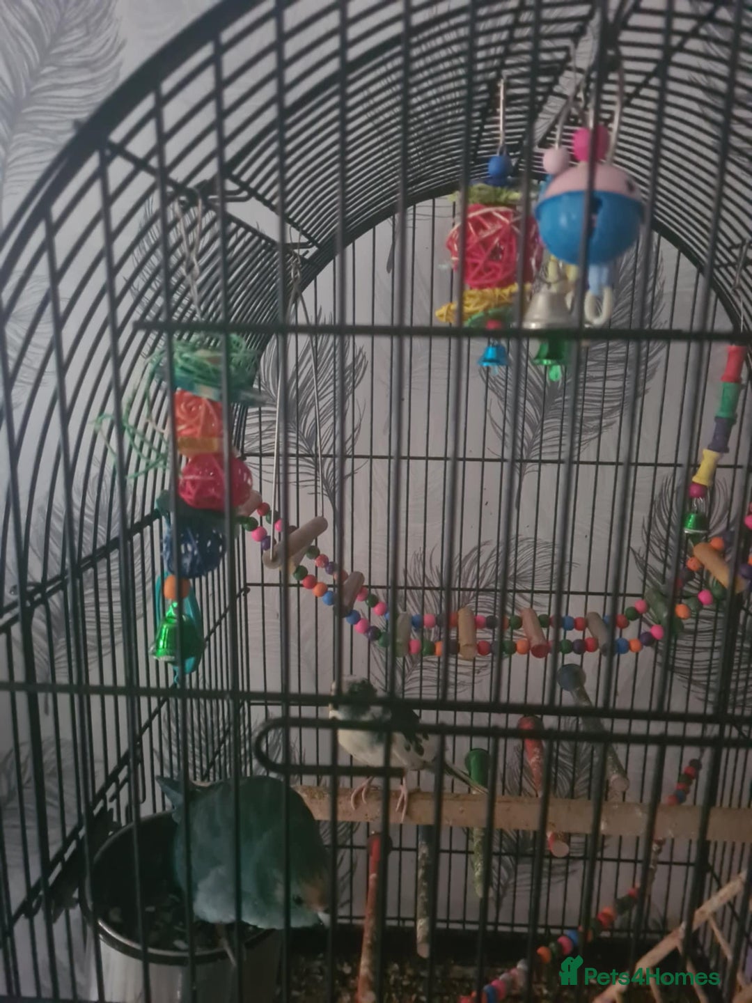 Parakeets birds for sale: Parrots - Image 2