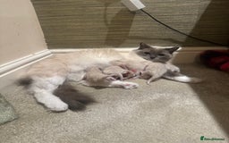 Ragdoll cats for sale: Cute & Gorgeous Purebred Bluepoint Ragdoll Kittens - Image 8