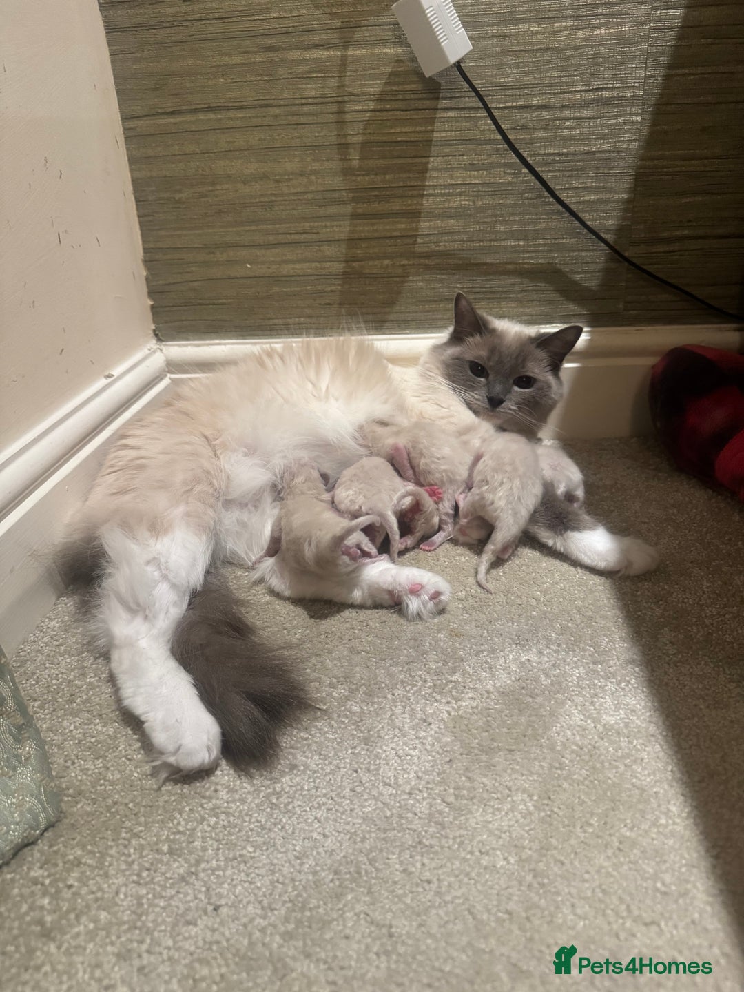 Ragdoll cats for sale: Cute & Gorgeous Purebred Bluepoint Ragdoll Kittens - Image 8