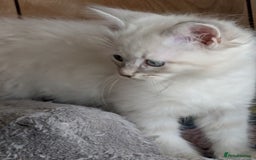 Siberian cats for sale: Kitty Neva Masguerade  - Image 6