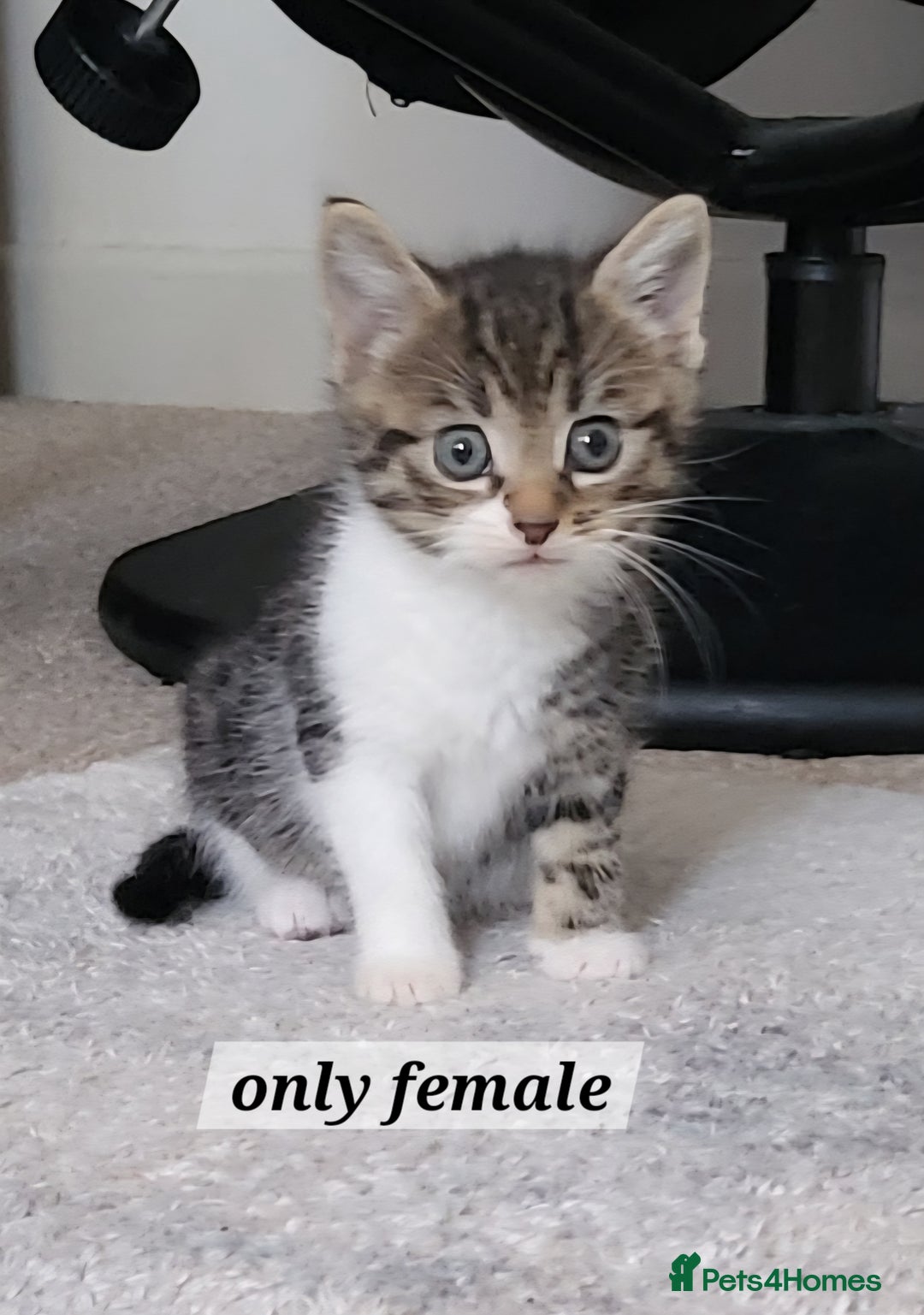 Mixed Breed cats for sale: 2 ginger male kittens, 1 female tabby - Image 4
