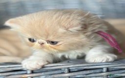 Exotic cats for sale: Superb GCCF Exotic kittens Health Tested parents - Image 35