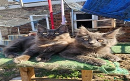Maine Coon cats for sale: Maine coon boys - Image 6