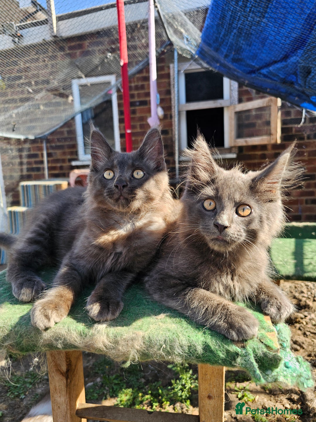 Maine Coon cats for sale: Maine coon boys - Image 6