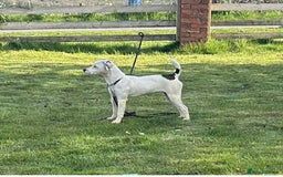 Jack Russell dogs for sale: 5 true to type jack russels  - Image 18
