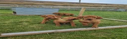 Hungarian Vizsla dogs for sale: Stunning Working Bred KC Hungarian Vizsla puppies  - Advert 10