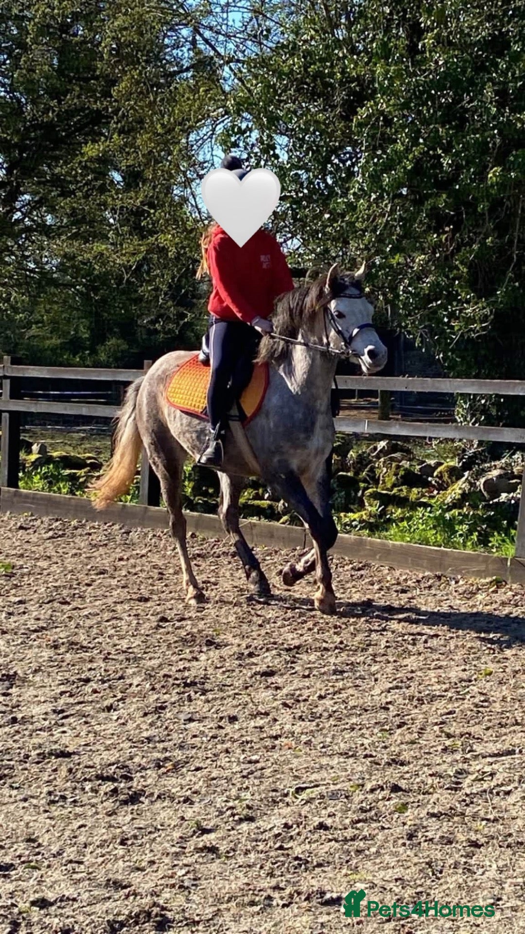 Welsh Section B horses FOR SALE - Advert 2