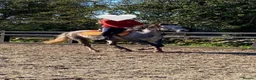Welsh Section B horses for sale: FOR SALE in Lancaster - Advert 2