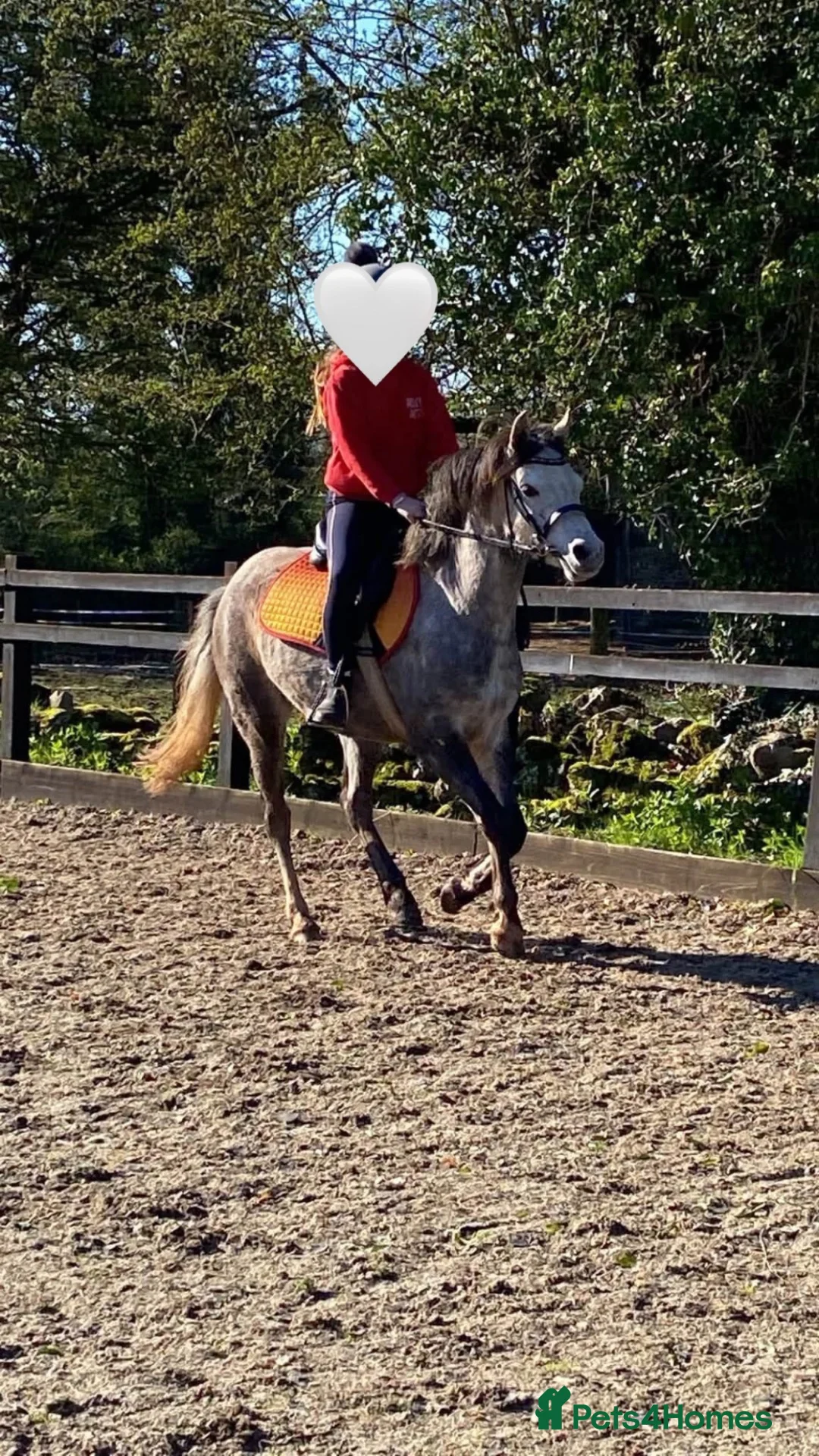 Welsh Section B horses for sale: FOR SALE in Lancaster - Advert 2