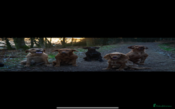 Cocker Spaniel dogs for sale: The Perfect Mix Cocker Puppies Working x Show  - Image 17