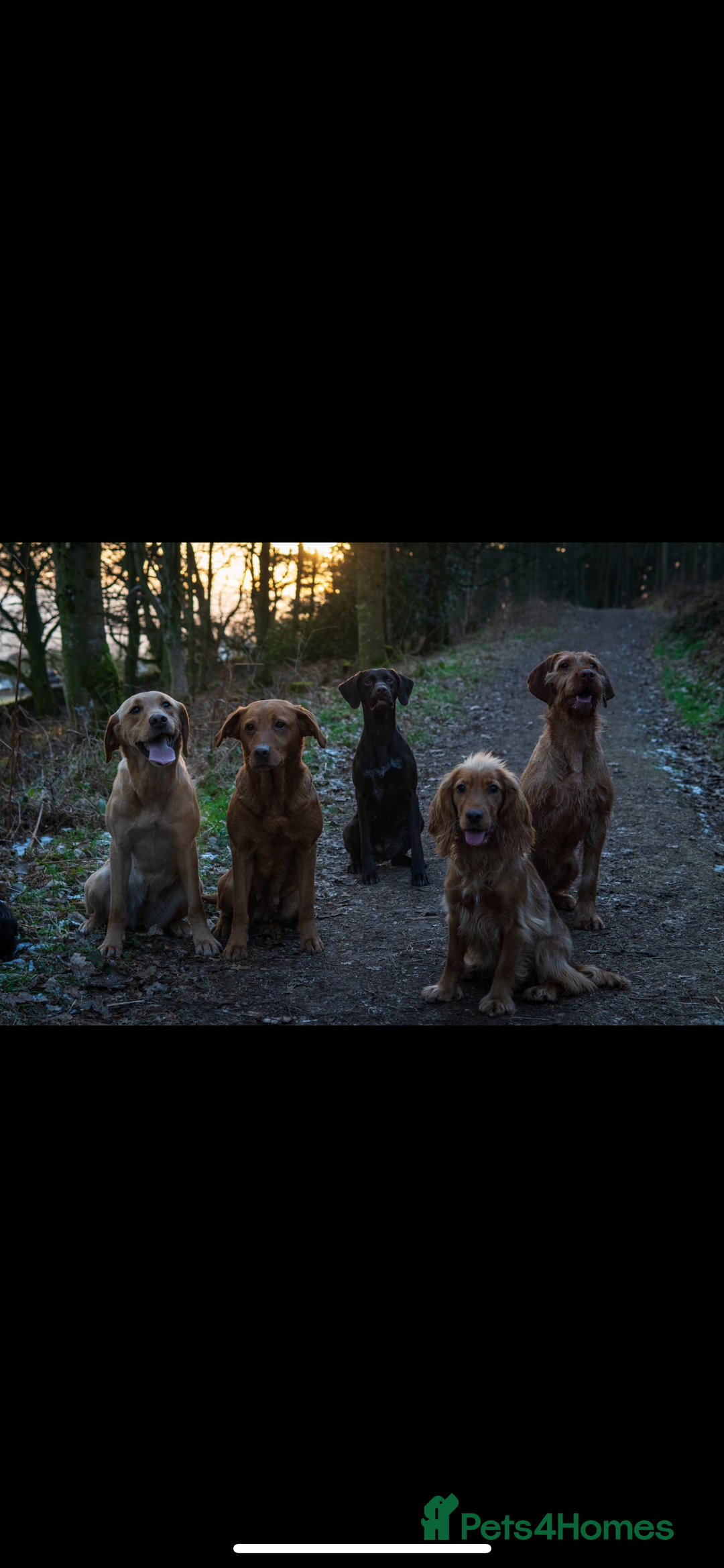 Cocker Spaniel dogs for sale: The Perfect Mix Cocker Puppies Working x Show  - Image 17