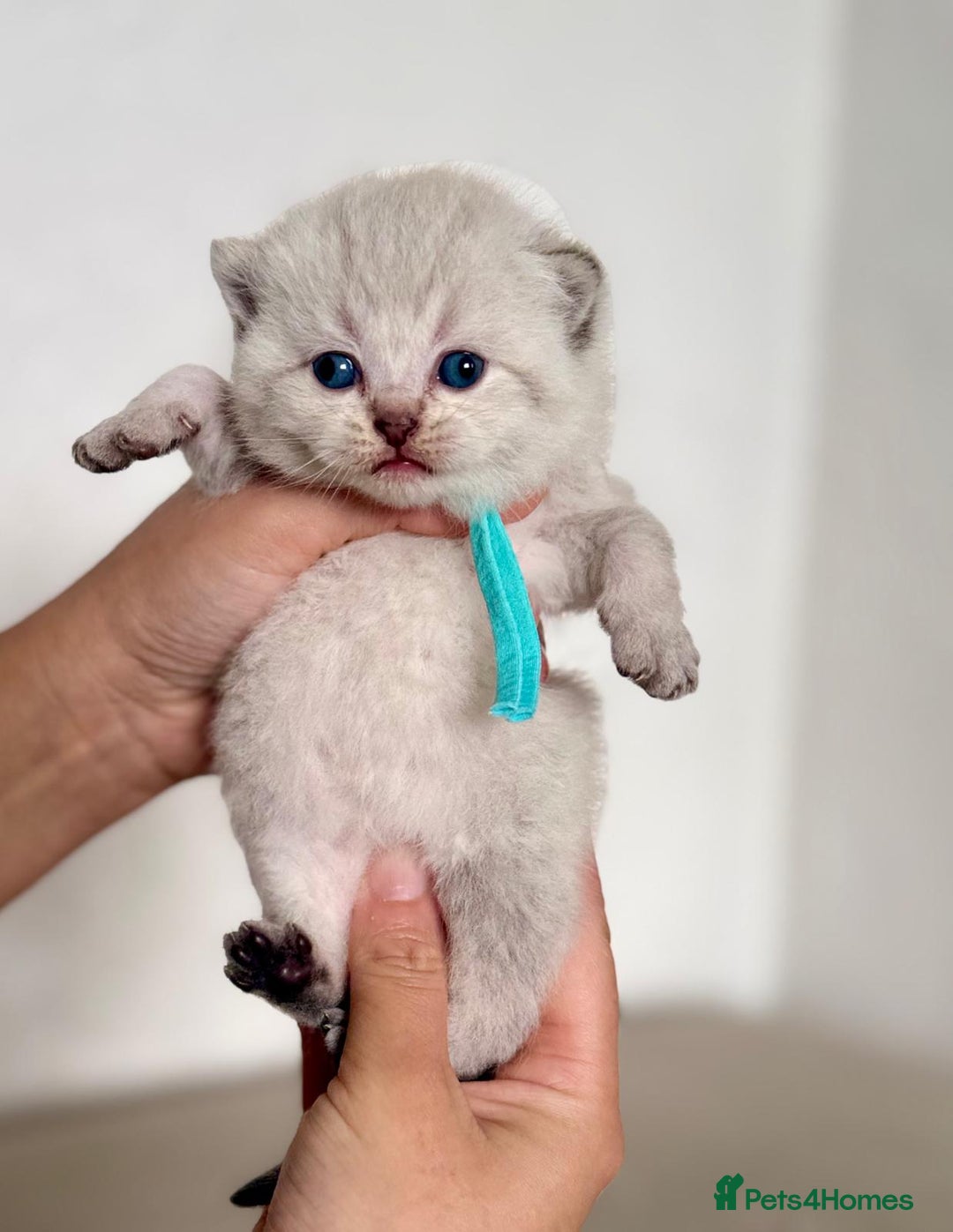 British Shorthair cats for sale: Affectionate Kitten for Rehoming – Indoor Home - Advert 2