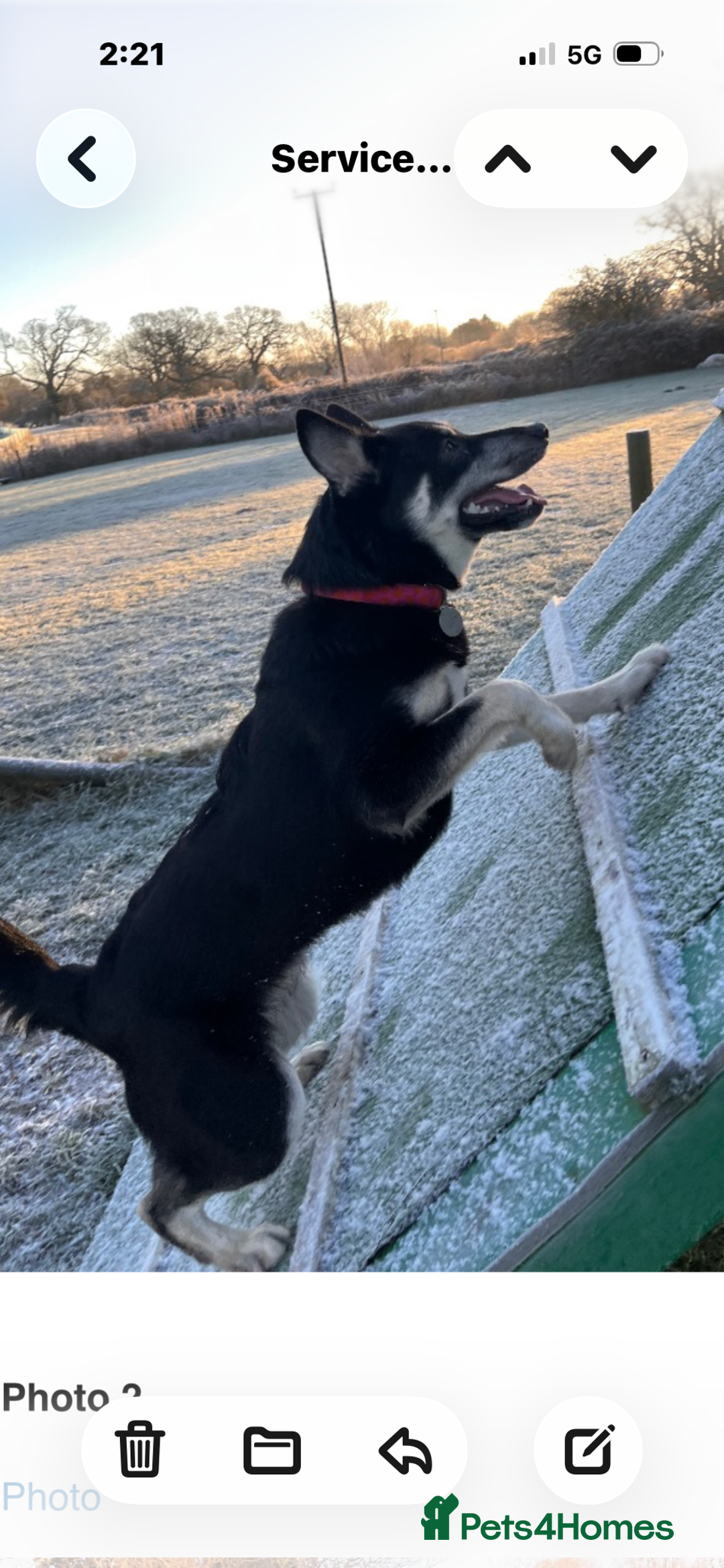 Pomsky dogs for sale: 9 month Pomsky, looking for a looking home. - Advert 3