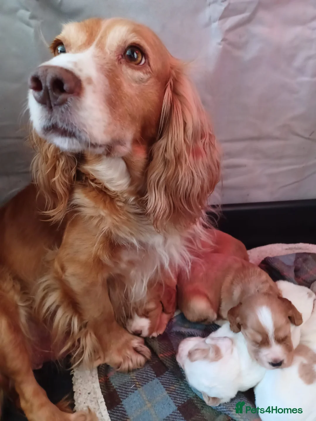 Cocker Spaniel dogs for sale: Beautiful cocker spaniel puppy  - Advert 1