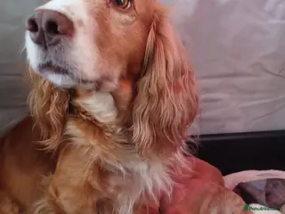 Cocker Spaniel dogs Beautiful cocker spaniel puppy - Advert 3