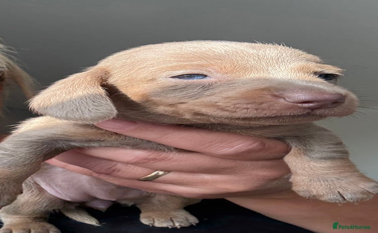 Dachshund dogs - Advert 2