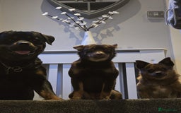 Rottweiler dogs for stud: ROTTWEILER FOR STUD - Image 3